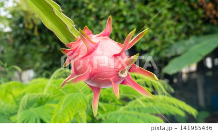 Vibrant pink dragon fruit or Pitaya resting on its green leafy cactus branch in a natural garden environment. The atmosphere is humid after the rain in the garden. Vibrant pink dragon fruit or Pitaya resting on its green leafy cactus branch in a natural garden environment. The atmosphere is humid after the rain in the garden. 141985436