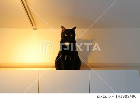 戸棚の上に座る猫 戸棚の上に座る猫 141985490