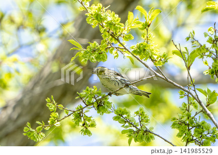 光あふれる新緑の枝にとまるマヒワのメス（野鳥・小鳥・春・初夏・5月・縦縞・自然） 141985529