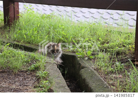 猫ならではの散歩道 猫ならではの散歩道 141985817