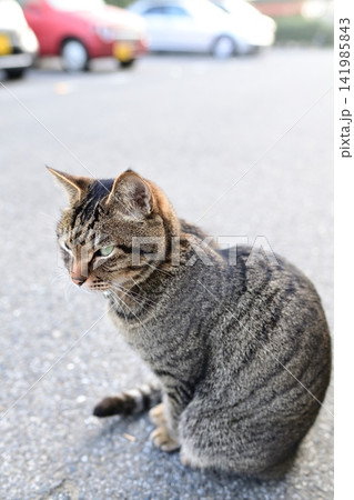 駐車場のキジトラ猫 駐車場のキジトラ猫 141985843