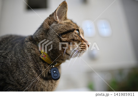 散歩中のキジトラ猫 141985911