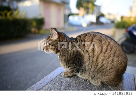散歩中のキジトラ猫 141985918