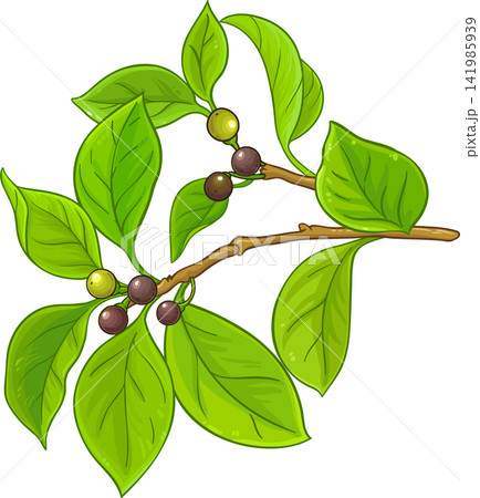 Camphor Branch Colored Detailed Illustration. Camphor Branch Colored Detailed Illustration. 141985939