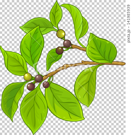 Camphor Branch Colored Detailed Illustration. Camphor Branch Colored Detailed Illustration. 141985939