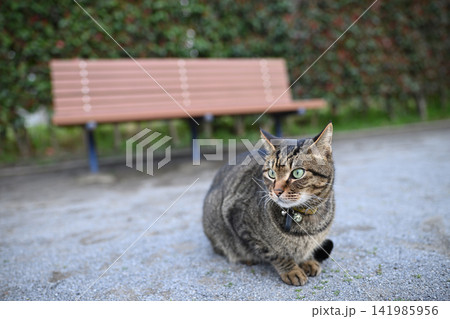 公園のキジトラ猫 141985956