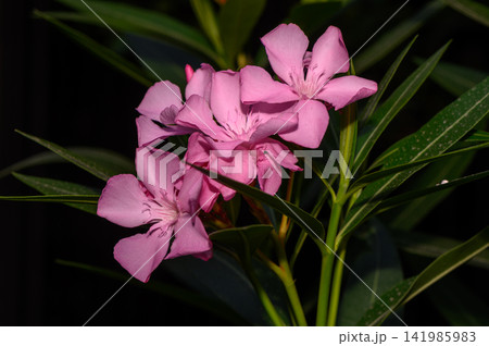 Vibrant pink flowers bloom gracefully in a serene garden setting during a sunny afternoon Vibrant pink flowers bloom gracefully in a serene garden setting during a sunny afternoon 141985983