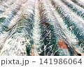 Fiberglass Reinforced Plastic Texture Background 141986064