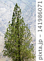 Pine Tree with Mountain Background in Himalayas 141986071