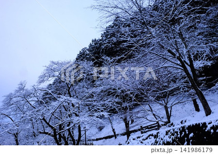 【神奈川県】山斜面の冠雪林 【神奈川県】山斜面の冠雪林 141986179