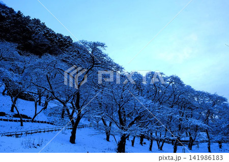 【神奈川県】雪が積もった公園の風景 【神奈川県】雪が積もった公園の風景 141986183