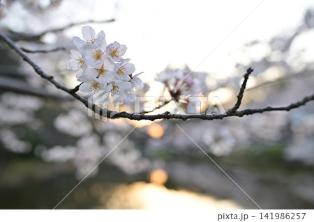 花島公園の池の桜 花島公園の池の桜 141986257