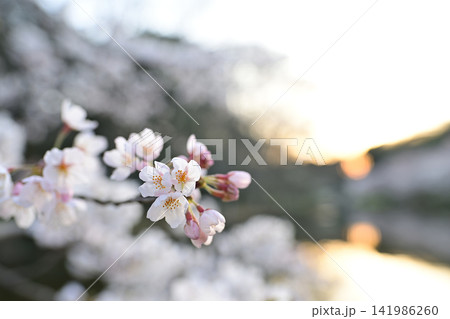 花島公園の池の桜 花島公園の池の桜 141986260