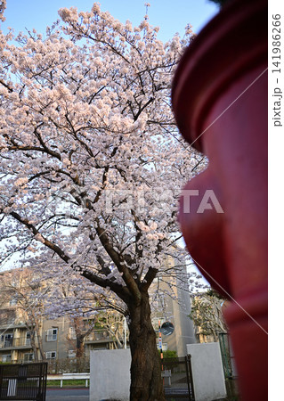 花島公園の池の桜 花島公園の池の桜 141986266