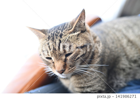 膝の上で眠るキジトラ猫 141986271