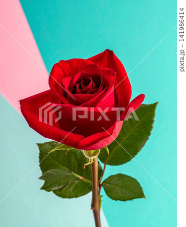 a rose of a red flower isolated in a gradient background a rose of a red flower isolated in a gradient background 141986414