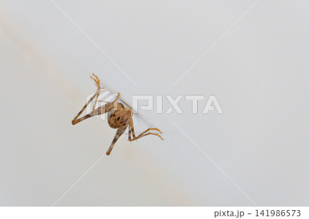 壁にとまっているカマドウマ(片側触覚欠け)--正面斜め 壁にとまっているカマドウマ(片側触覚欠け)--正面斜め 141986573
