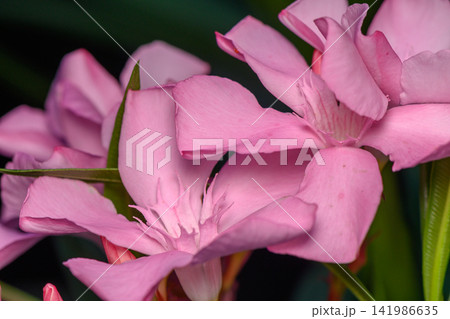 Delicate pink blooms bring a vibrant touch to a tranquil garden scene at dusk Delicate pink blooms bring a vibrant touch to a tranquil garden scene at dusk 141986635