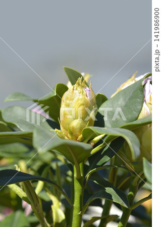 Rhododendron Madame Masson Rhododendron Madame Masson 141986900