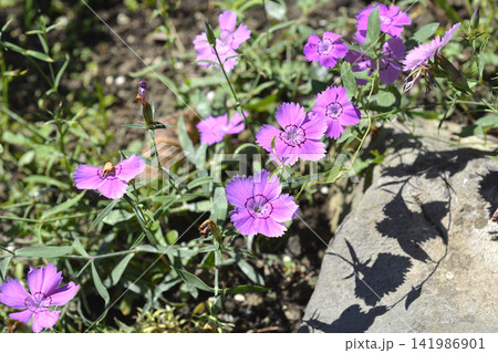 Alpine Pink 141986901