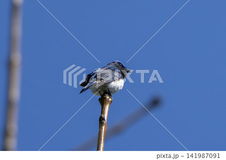 青空に向かって枝先で口を開けてさえずるオオルリのオス(野鳥・オオルリ・幸せの青い鳥・瑠璃色・囀り・初 青空に向かって枝先で口を開けてさえずるオオルリのオス(野鳥・オオルリ・幸せの青い鳥・瑠璃色・囀り・初 141987091
