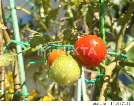 家庭菜園のトマト 家庭菜園のトマト 141987131