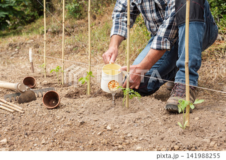 Hand watering tomato seedlings in the ground. Agriculture. Hand watering tomato seedlings in the ground. Agriculture. 141988255