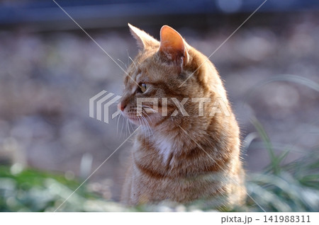 見つめる猫 見つめる猫 141988311