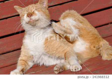ベンチで寛ぐ猫 ベンチで寛ぐ猫 141988312