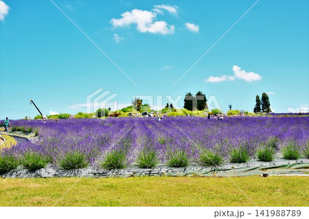 ラベンダーの花咲く長岡国営越後丘陵公園風景 ラベンダーの花咲く長岡国営越後丘陵公園風景 141988789