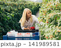 A young woman picks raspberries from bushes and places them in plastic packaging 141989581
