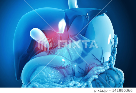 Close up view of human digestive system Close up view of human digestive system 141990366