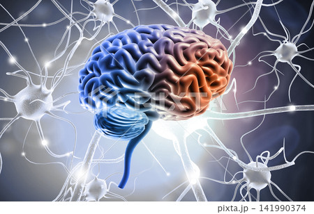 Human brain with nerve cells Human brain with nerve cells 141990374