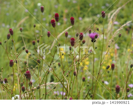 夏の草原のワレモコウの花々 夏の草原のワレモコウの花々 141990921