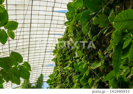 Tropical Greenhouse Roof Framed by Lush Green Foliage Tropical Greenhouse Roof Framed by Lush Green Foliage 141990935