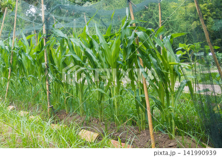 Young Corn Plants Protected by a Garden Netting Cover 141990939