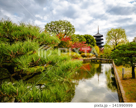 五重塔を望む美しい日本庭園と池、松や紅葉が彩る秋の風景 五重塔を望む美しい日本庭園と池、松や紅葉が彩る秋の風景 141990999