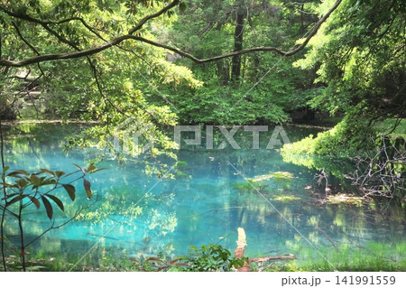 新緑の森に佇む神秘の青い池、山形県遊佐町の丸池様 新緑の森に佇む神秘の青い池、山形県遊佐町の丸池様 141991559