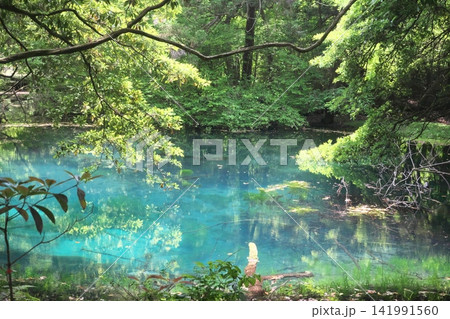 新緑の森に佇む神秘の青い池、山形県遊佐町の丸池様 141991560