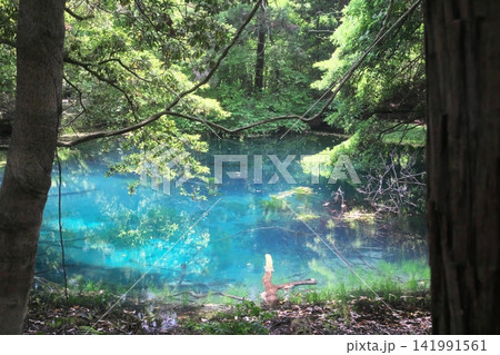 新緑の森に佇む神秘の青い池、山形県遊佐町の丸池様 新緑の森に佇む神秘の青い池、山形県遊佐町の丸池様 141991561