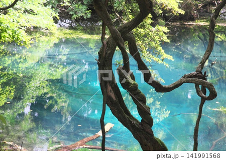 新緑の森に佇む神秘の青い池、山形県遊佐町の丸池様 新緑の森に佇む神秘の青い池、山形県遊佐町の丸池様 141991568