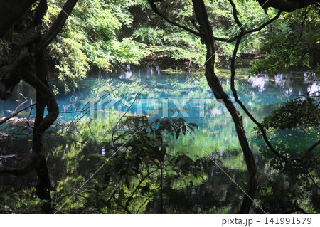 新緑の森に佇む神秘の青い池、山形県遊佐町の丸池様 新緑の森に佇む神秘の青い池、山形県遊佐町の丸池様 141991579