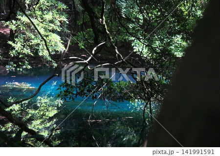 新緑の森に佇む神秘の青い池、山形県遊佐町の丸池様 新緑の森に佇む神秘の青い池、山形県遊佐町の丸池様 141991591