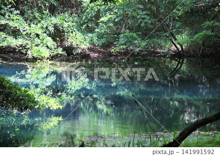 新緑の森に佇む神秘の青い池、山形県遊佐町の丸池様 新緑の森に佇む神秘の青い池、山形県遊佐町の丸池様 141991592