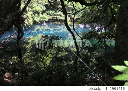 新緑の森に佇む神秘の青い池、山形県遊佐町の丸池様 新緑の森に佇む神秘の青い池、山形県遊佐町の丸池様 141991616