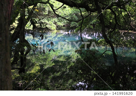 新緑の森に佇む神秘の青い池、山形県遊佐町の丸池様 新緑の森に佇む神秘の青い池、山形県遊佐町の丸池様 141991620