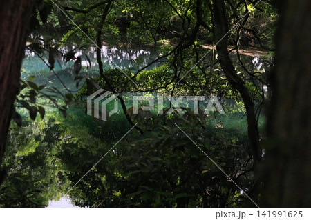 新緑の森に佇む神秘の青い池、山形県遊佐町の丸池様 141991625
