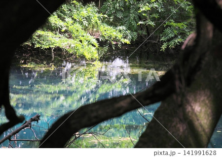 新緑の森に佇む神秘の青い池、山形県遊佐町の丸池様 新緑の森に佇む神秘の青い池、山形県遊佐町の丸池様 141991628