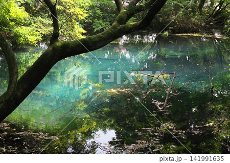 新緑の森に佇む神秘の青い池、山形県遊佐町の丸池様 新緑の森に佇む神秘の青い池、山形県遊佐町の丸池様 141991635