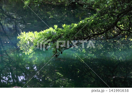 新緑の森に佇む神秘の青い池、山形県遊佐町の丸池様 新緑の森に佇む神秘の青い池、山形県遊佐町の丸池様 141991638
